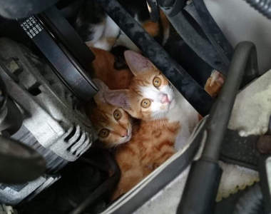 【車主注意】《拍拍引擎蓋護貓》還不夠!?打開確認才能真正保護貓咪