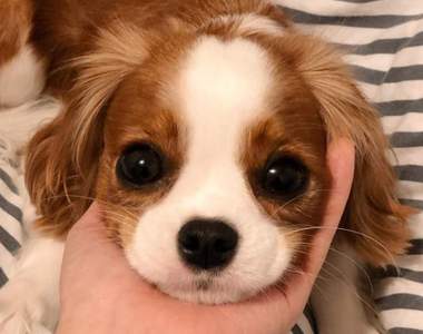 根本狗界天使♥查理王小獵犬《Nessa》小姐與流氓要拍姊妹傳的話可以找牠拍唷～