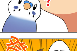 小鸚鵡飼養日記 第89話