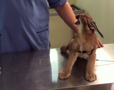 有夠傲嬌《獰貓》影片 才沒有想要你摸摸但既然摸了就不准停❤