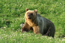 超擬真《棕熊睡袋》根據2006年因為閒晃到德國的天龍國被奪走生命的棕熊「Bruno」設計