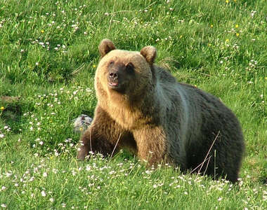 超擬真《棕熊睡袋》根據2006年因為閒晃到德國的天龍國被奪走生命的棕熊「Bruno」設計