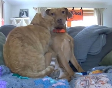 出門上班《對沙發架設鏡頭》錄到的畫面～無價❤