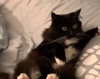 《第一次碰到地震的貓》完全不知道現在到底發生什麼事了？？？