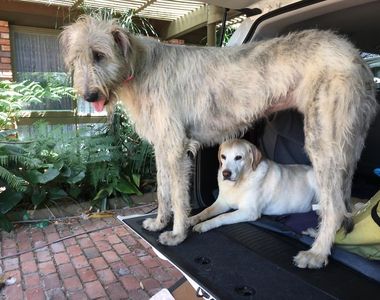 世界最高《愛爾蘭獵狼犬》連拉不拉多看起來都變吉娃娃了