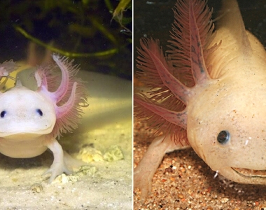 看過《發胖的六角恐龍》嗎？變形後有種微妙的喜感呢...