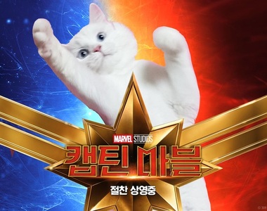 《我的貓也有演驚奇隊長》網友爭先恐後把貓變成大明星了