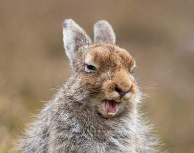 你知道《偷拍兔子》兔子會有什麼反應？就讓這隻兔子好好「告訴」你w