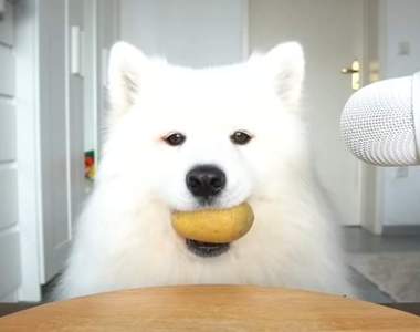 萌到讓人融化《ASMR Dog》想不到汪星人吃東西除了還可愛還很好聽！？