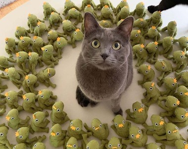 《貓咪與她的青蛙大軍》每天沐浴在幾百雙崇拜的目光下已經無感了(ΦωΦ)