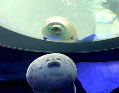 圓到看不出輪廓的《大福海豹》抱枕化　完全再現那圓嘟嘟的飽滿狀態w