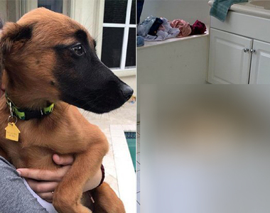 惡夢《當掃地機器人碰到狗屎》永遠 永遠不要讓機器人去清狗大便