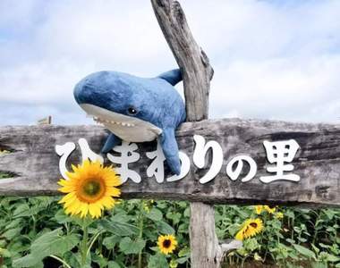 被幸福飼養的《鯊魚抱枕》一個家養了五隻天天爆笑生活不間斷