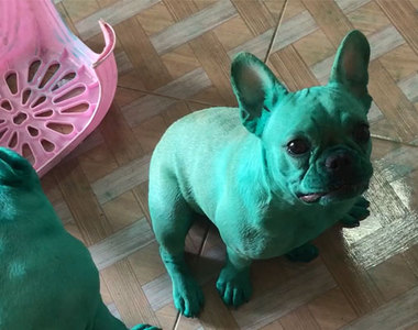 網路爆紅《綠色法鬥犬》這綠到像是異世界傳送過來的...