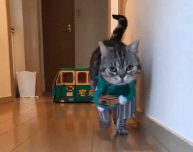 《貓的宅配員》破壞力超強的可愛度，我願意天天網購請你送到家♥