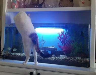 reddit上有夠好笑《渾蛋動物板》這些行為氣死人但就是沒辦法生氣