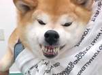 再弄我咬人《不喜歡剪指甲的柴犬》不要再用不然老子翻臉摟╰(‵□′)╯╰(‵□′)╯╰(‵□′)╯ 再弄我咬人《不喜歡剪指甲的柴犬》不要再用不然老子翻臉摟╰(‵□′)╯╰(‵□′)╯╰(‵□′)╯