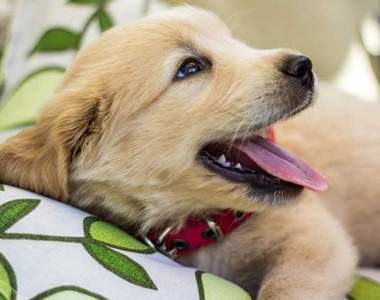 《狗狗OS推特》汪星人：你願意花時間思考一下我愛你這件事嗎(✪ω✪)？