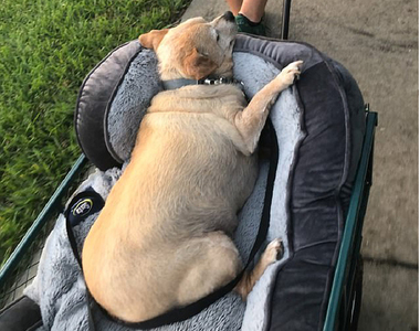 確定這是吉娃娃？《16公斤吉娃娃》幸好主人女友是獸醫......