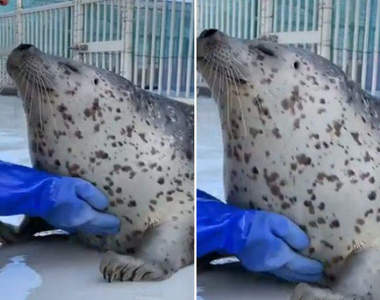 【啪啪啪】療癒特輯《海豹摸起來就跟球一樣》到底有多軟Q飼育員直接按給你看