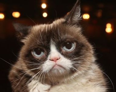 7歲的《不爽貓「塔塔醬」過世》希望他在天堂每天都露出笑容