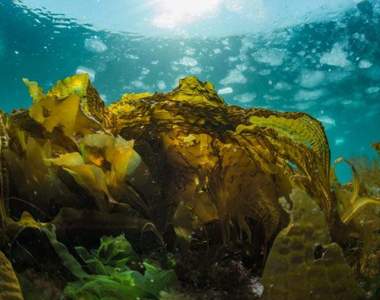 《水族館的爆笑回答》為什麼昆布在海裡卻不會泡出高湯呢?