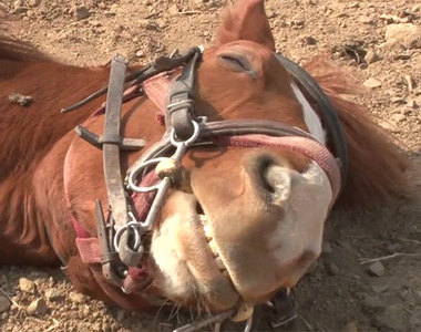 《會裝死的馬》那張臉根本就是銀之匙的「栗子」跑到現實世界來了啦