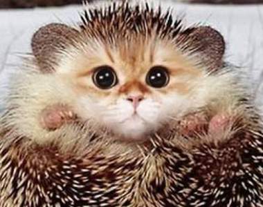 世界級可愛《如果把動物都換成貓臉》我還不開座動物園通通帶回家♥