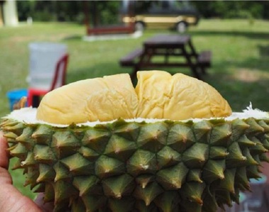 生物兵器？《坎培拉大學緊急疏散》結果在圖書館裡發現榴槤......