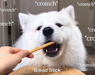 聽完好療癒《狗狗ASMR》同場加映另類的金融ASMR影片讓你睡好睡滿（欸）