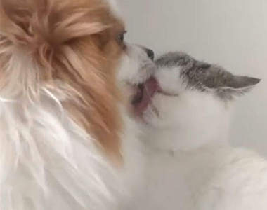 【有片】吹之前先舔幾下是常識《舔爆扁臉貓的狗狗》喵星人：我很淡定= =