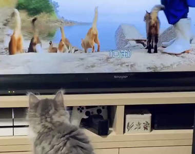 【有片】《同步電視節目的貓咪》看到電視裡的貓前輩，小貓竟然跟著模仿！？