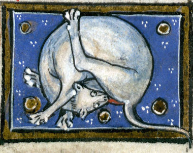 古人覺得《貓舔屁眼很新奇》中世紀書裡好多貓咪舔舔的插畫w