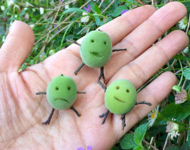 老超快《拿來玩耍的梅子三兄弟》網友記錄三天的變化過程超有趣XD