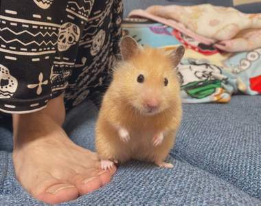 《瞧不起人類的倉鼠》刺激推民奴性大發的一張，這輩子沒看過這麼多人求被踩ww