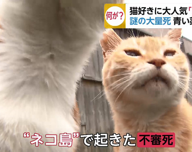 《名為馬島的貓島》毒殺貓咪害島貓大量暴斃 100隻只剩30隻陷入大危機……