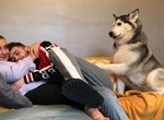 《不讓主人轉移注意力》哈士奇 這眼神跟人一樣超有戲 《不讓主人轉移注意力》哈士奇 這眼神跟人一樣超有戲