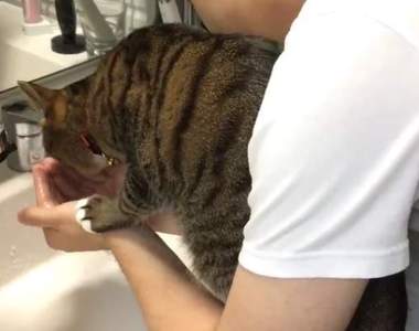 《干擾人類洗臉的貓咪》連洗個臉都能淪為捧水給貓喝的奴隸...ww