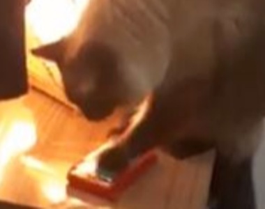 《關掉鬧鐘的貓》晚上設好鬧鐘 早上不會響的兇手原來是...