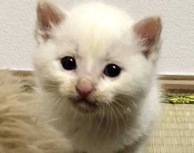 《貓的報恩》推主拯救被烏鴉攻擊的三隻小貓，於是好運跟著貓一起來到...