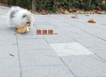 秋天才有的《落葉美景》美到捨不得掃地,只好請狗狗來幫你回收(?) 秋天才有的《落葉美景》美到捨不得掃地,只好請狗狗來幫你回收(?)