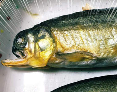 《沒人羨慕的自滿大會》遇到戽斗鯰魚還真的是拿來炫耀也沒人會羨慕啊ww