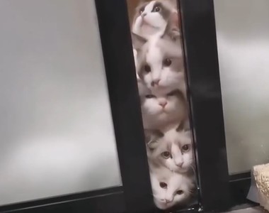 超萌《貓咪圖騰柱》這種柱子哪裡買給我來一打謝謝