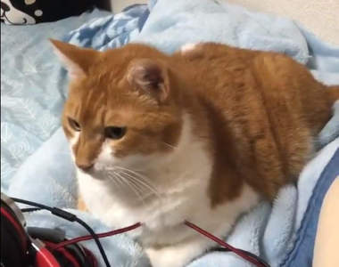 《地震下搖晃的貓咪》有如布丁一般隨著地震搖晃，再次證實貓是液體之說？