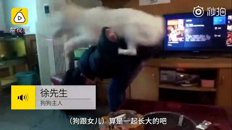 狗生好忙《盯主人写功课的狗》主人要牠帮忙盯女儿功课只好出面乔一下囉 - 图片4 狗生好忙《盯主人写功课的狗》主人要牠帮忙盯女儿功课只好出面乔一下囉