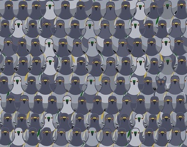 考驗眼力《找出藏在鴿群裡的貓》記錄是18秒你花了幾秒？