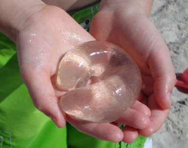 在海邊撿到神秘棒狀物？原來是《月亮蝸牛》卵囊，不是透明的「姊夫」，也不是水信玄餅喔