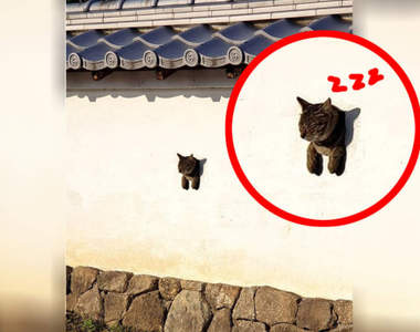 日本古城新鮮事《年久失修的洞裡長出貓》原來不是長香菇我一直搞錯了嗎XDD