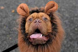 LINE貼文串《毛孩來搞怪》今年萬聖節最強的有趣裝飾是哪一種呢？