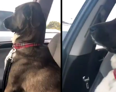 帶狗去看獸醫《結果狗不理主人了》對不起嘛可是真的是為你好...